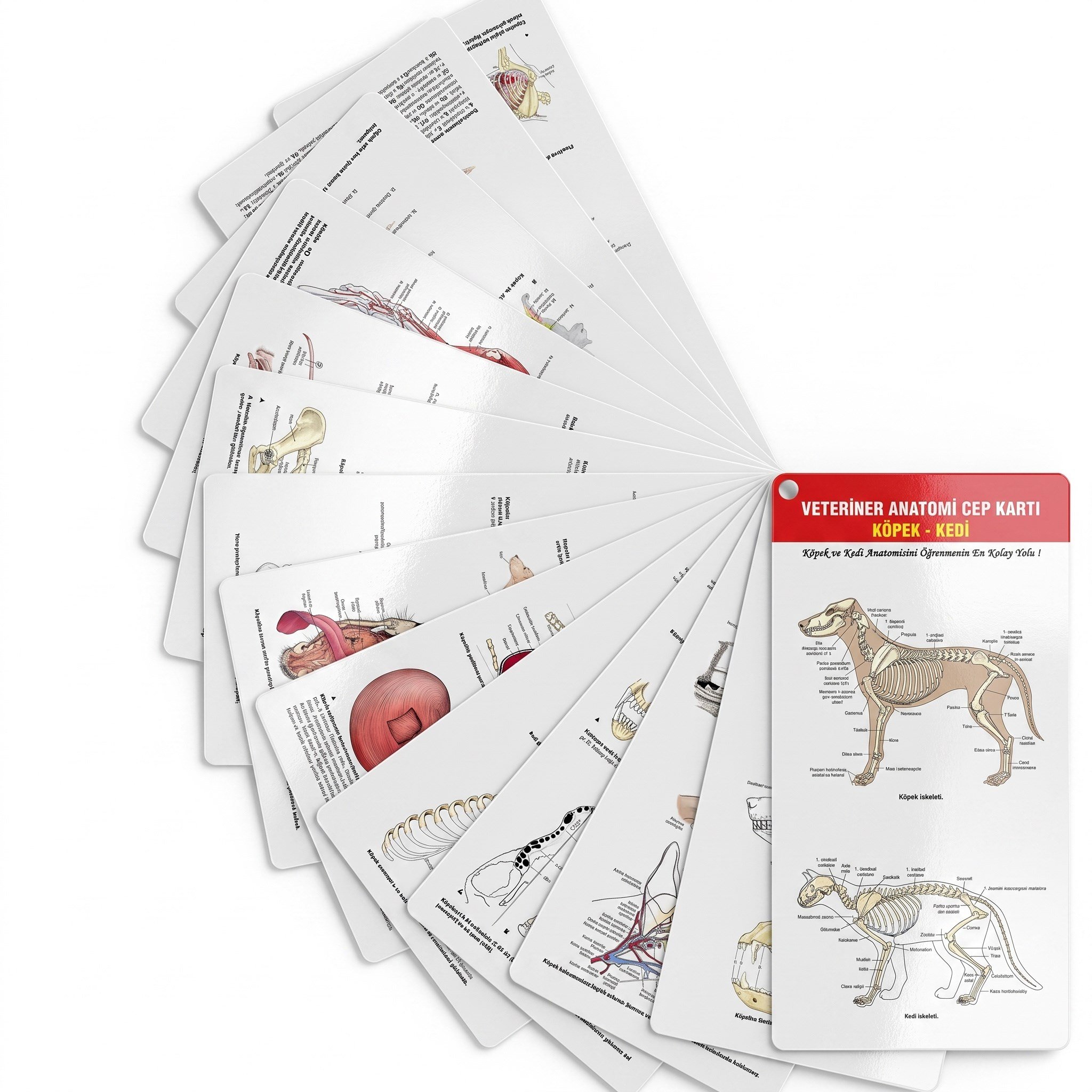 Veteriner Anatomi Cep Kartı Köpek - Kedi