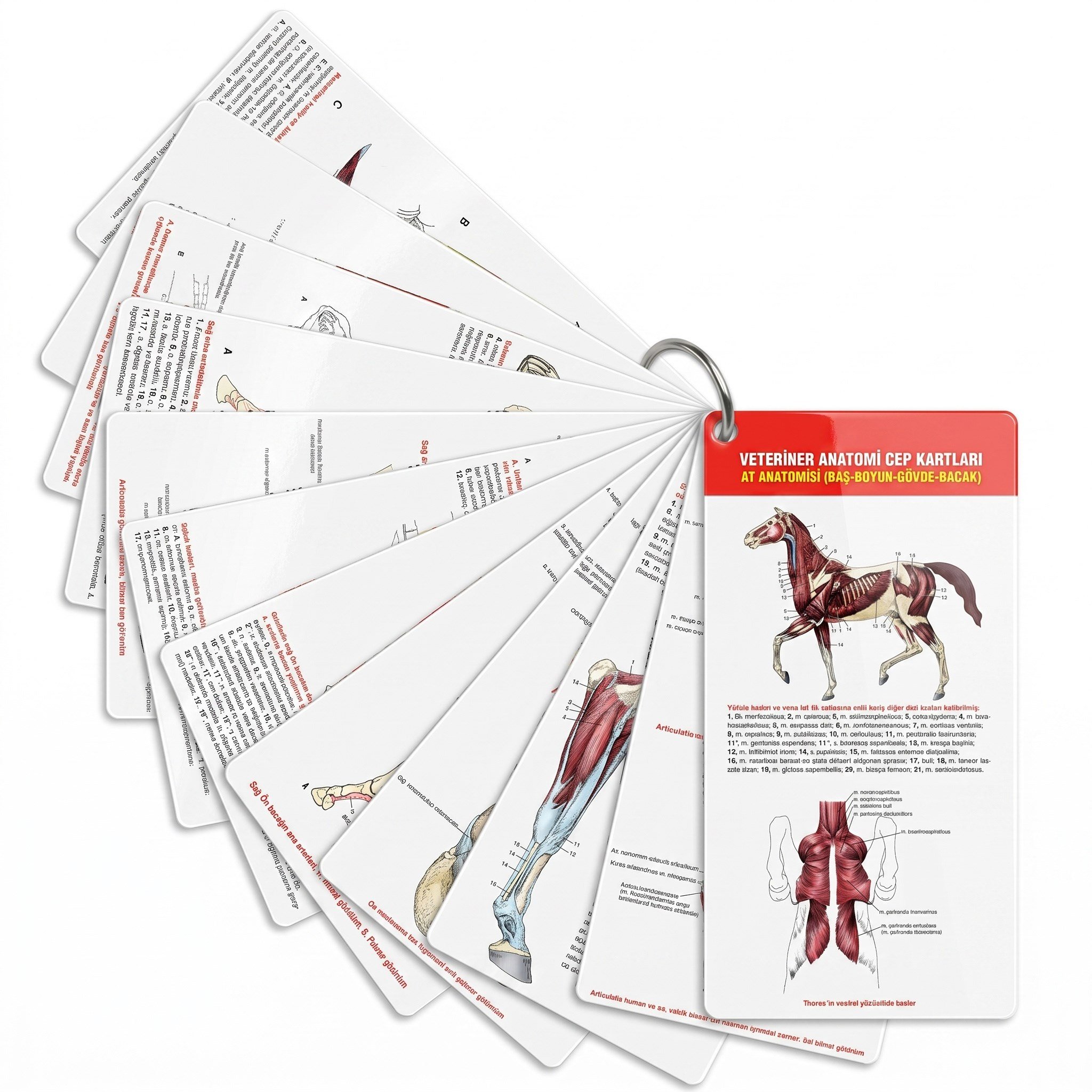 Veteriner Anatomi Cep Kartları At Anatomisi (Baş-Boyun-Gövde-Bacak)