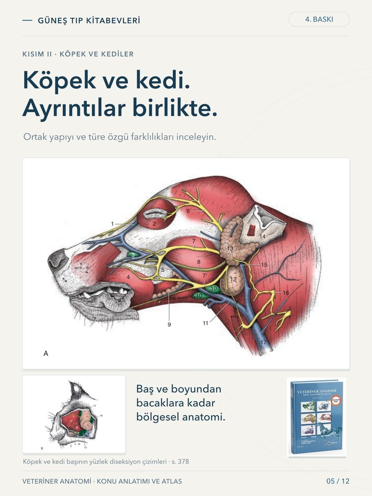 Veteriner Anatomi Konu Anlatımı ve Atlas