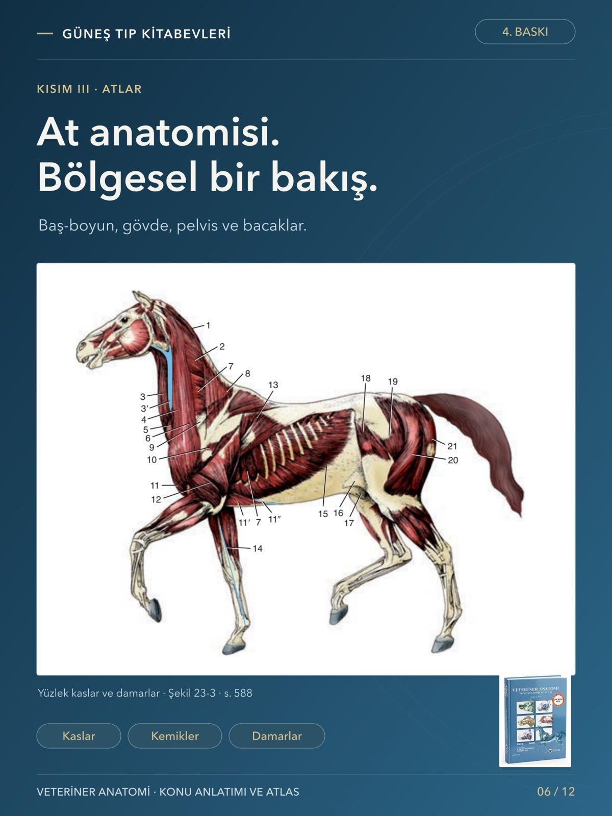 Veteriner Anatomi Konu Anlatımı ve Atlas