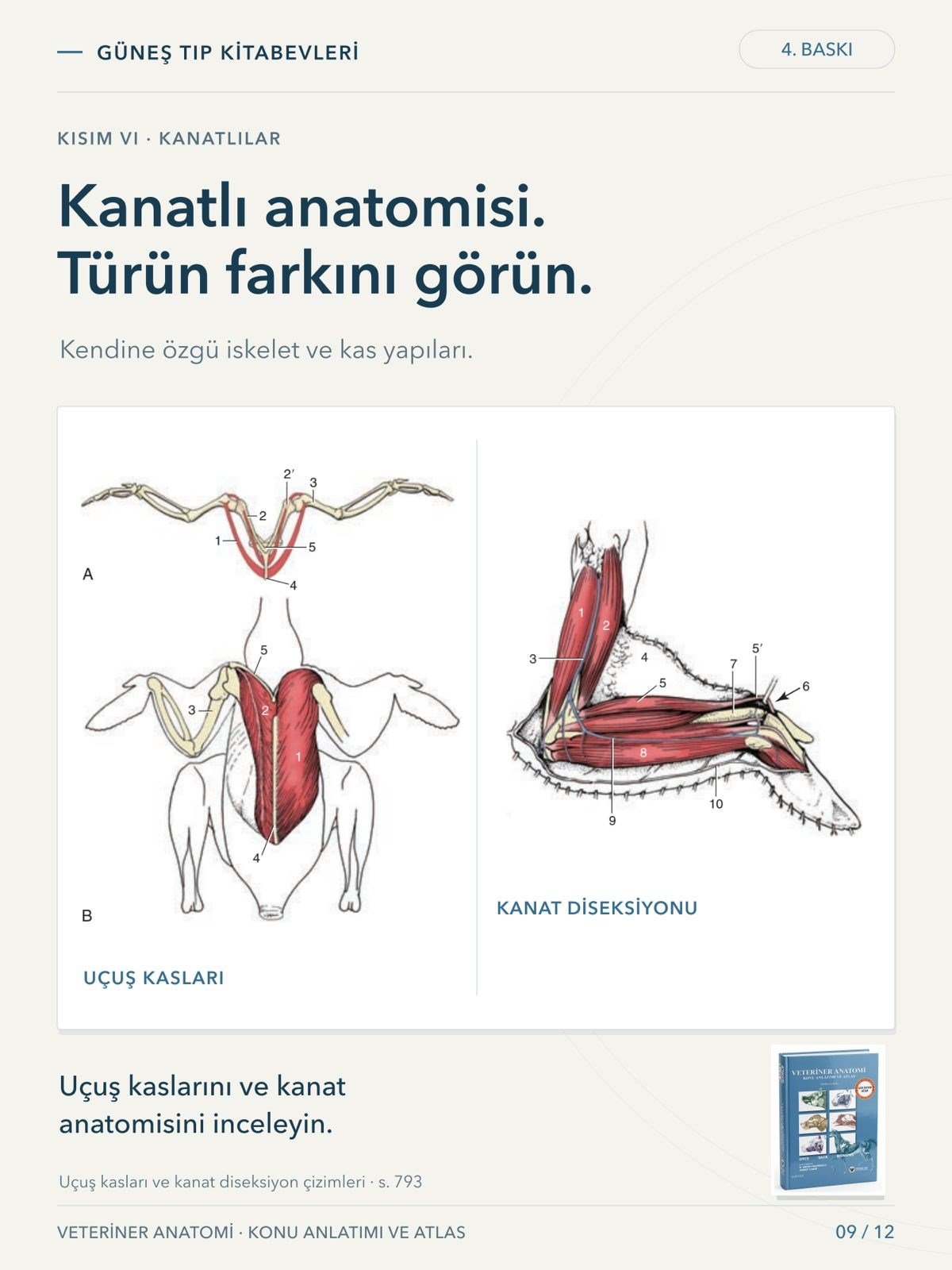 Veteriner Anatomi Konu Anlatımı ve Atlas