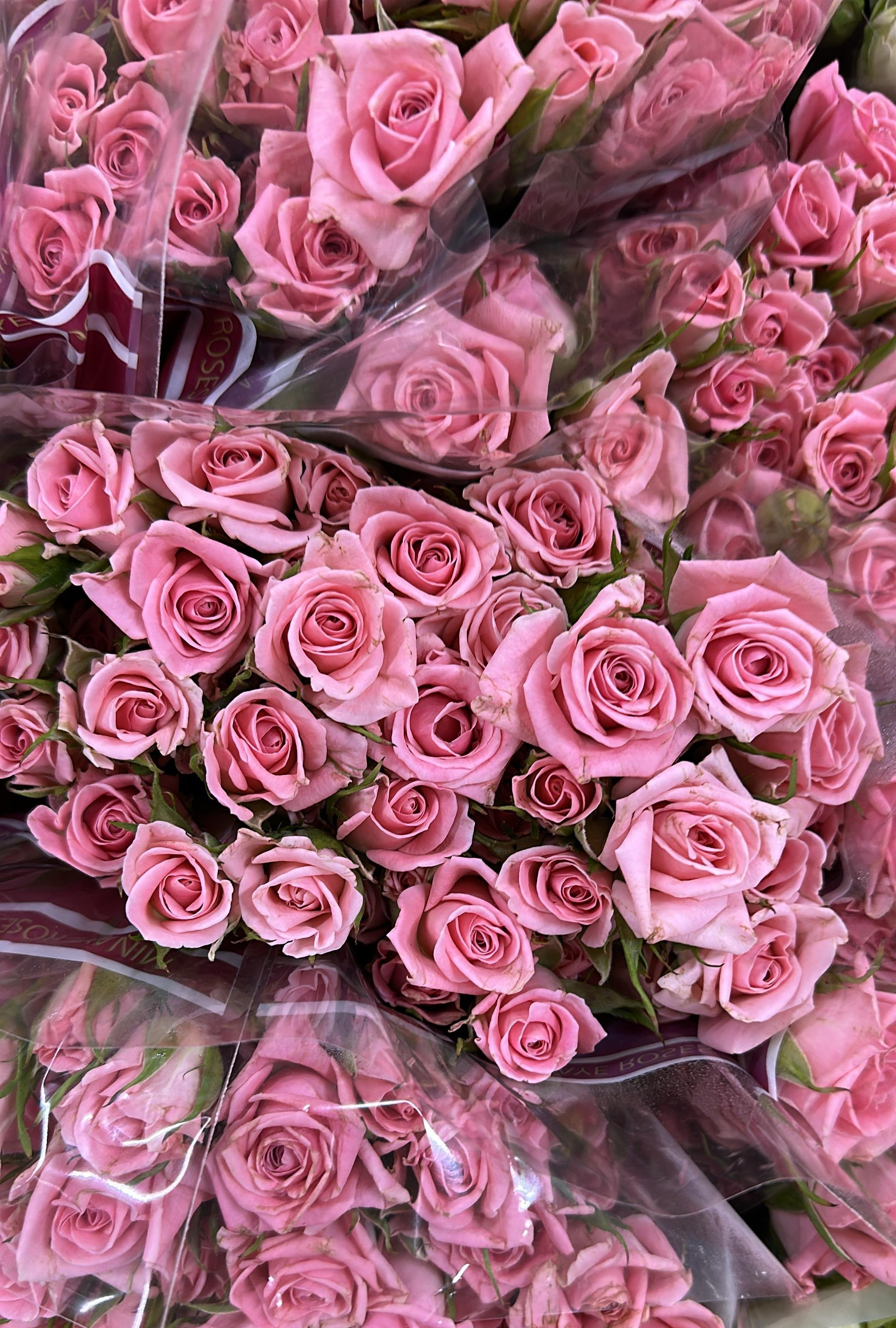 Pembe Çardak Gül