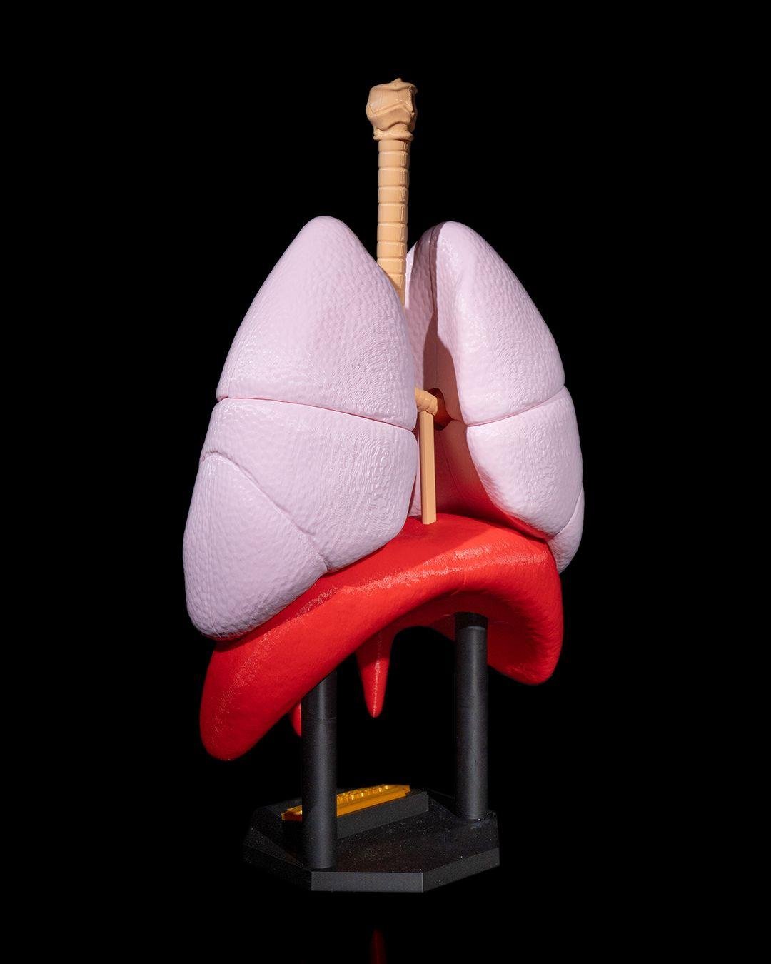 akciger-anatomik-model-8d8130.jpg