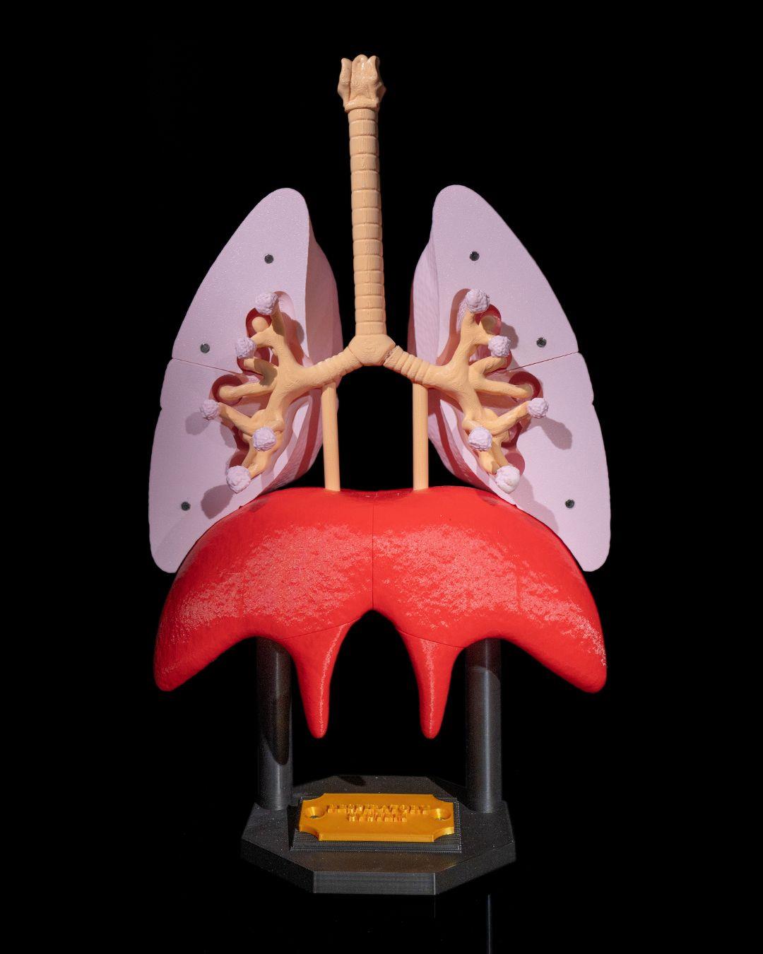 akciger-anatomik-model-e62fe4.jpg