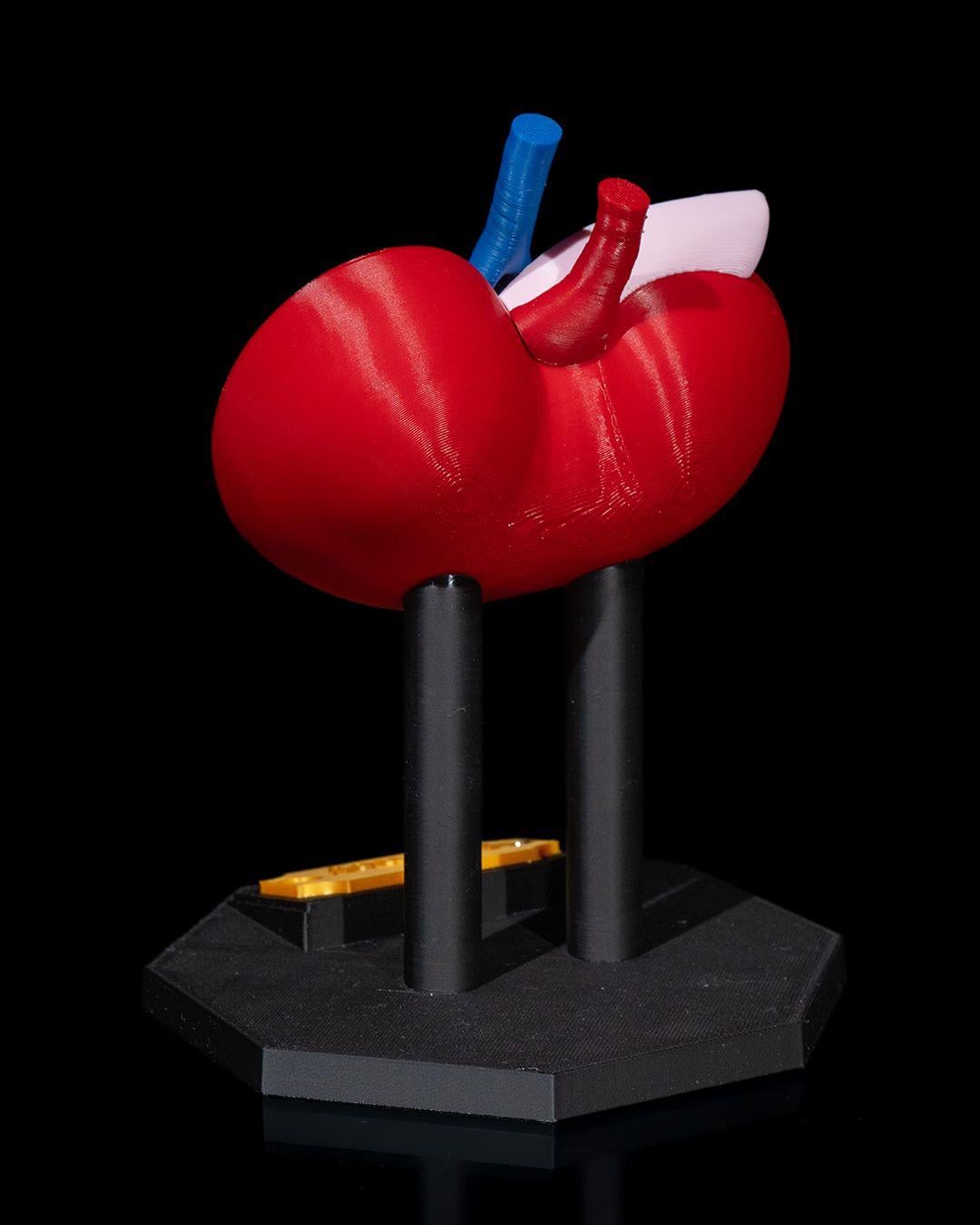 bobrek-anatomik-model-3-41ad.jpg