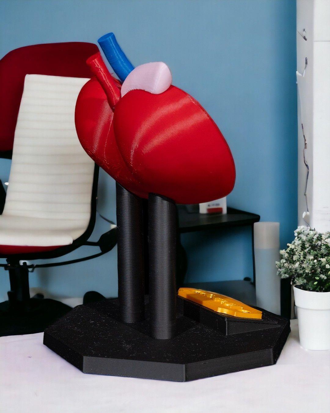 bobrek-anatomik-model-7c00-1.jpg