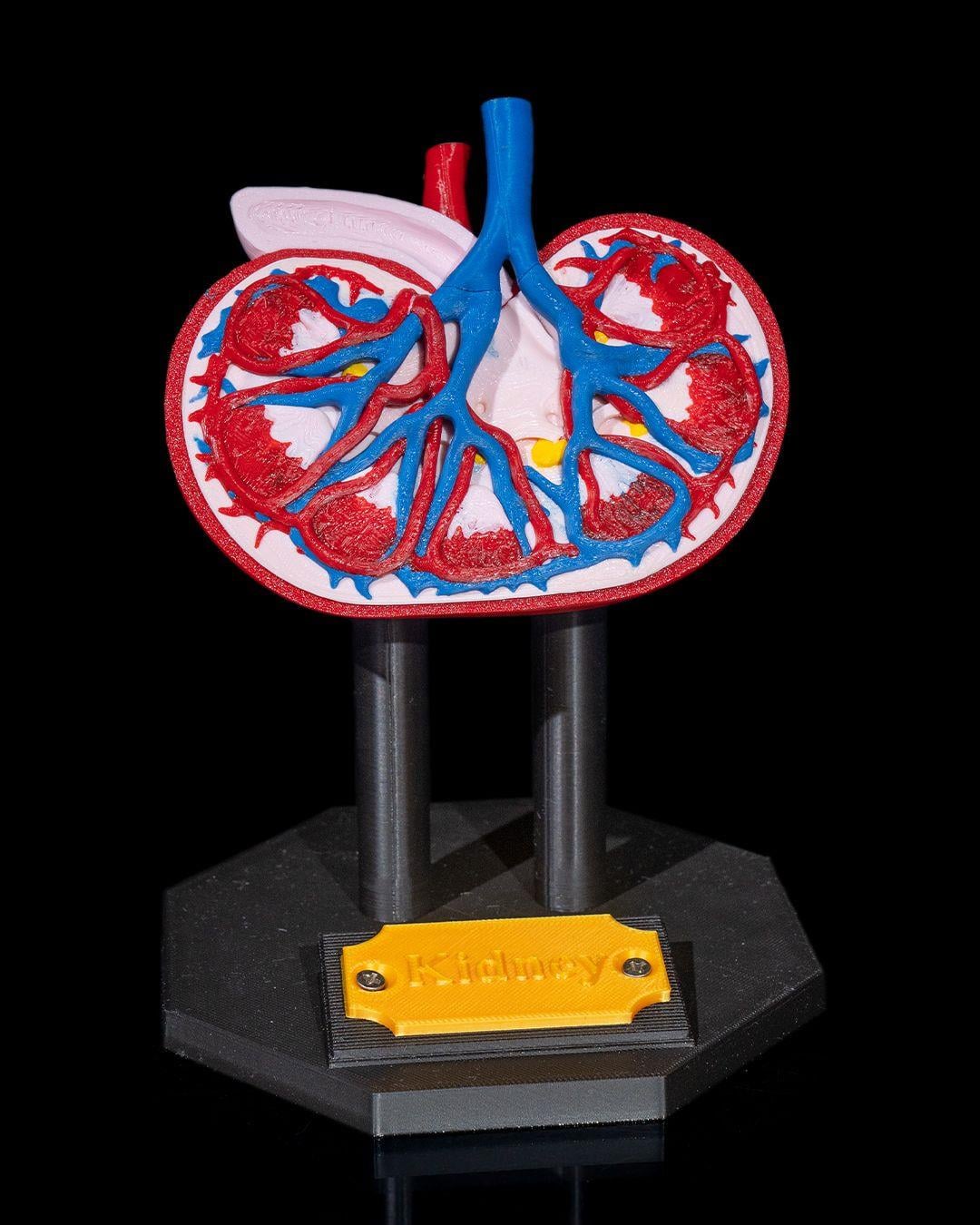 bobrek-anatomik-model-b19-46.jpg