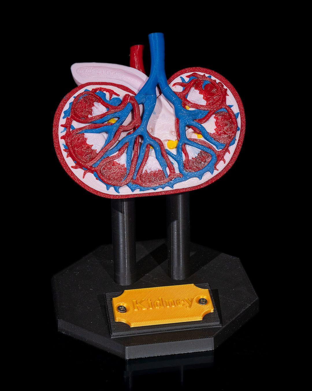 bobrek-anatomik-model-c458a-.jpg