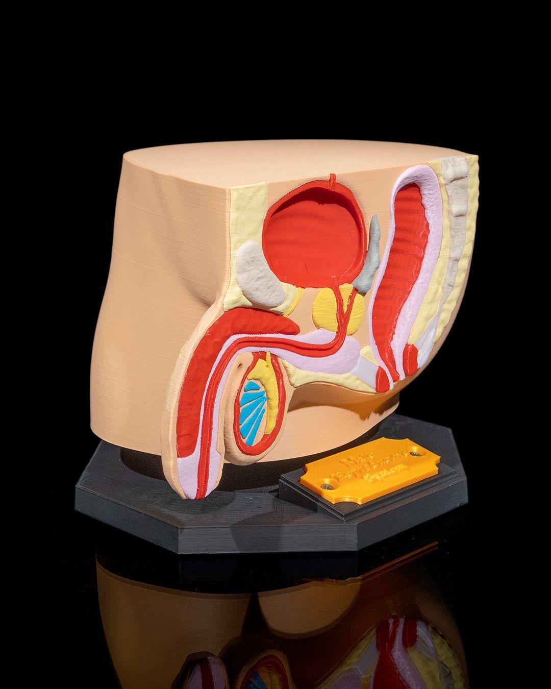 erkek-ureme-sistemi-modeli--6da2-.jpg