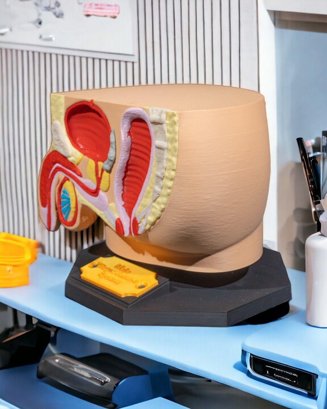 erkek-ureme-sistemi-modeli-acc63b.jpg