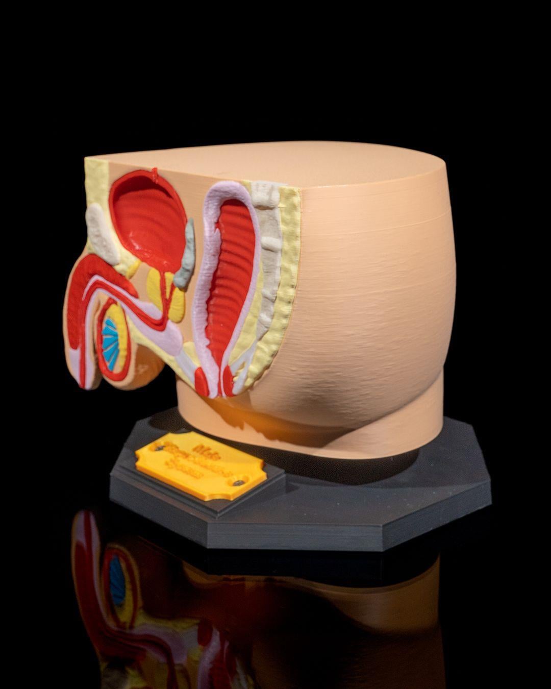 erkek-ureme-sistemi-modeli-c-f3e8.jpg