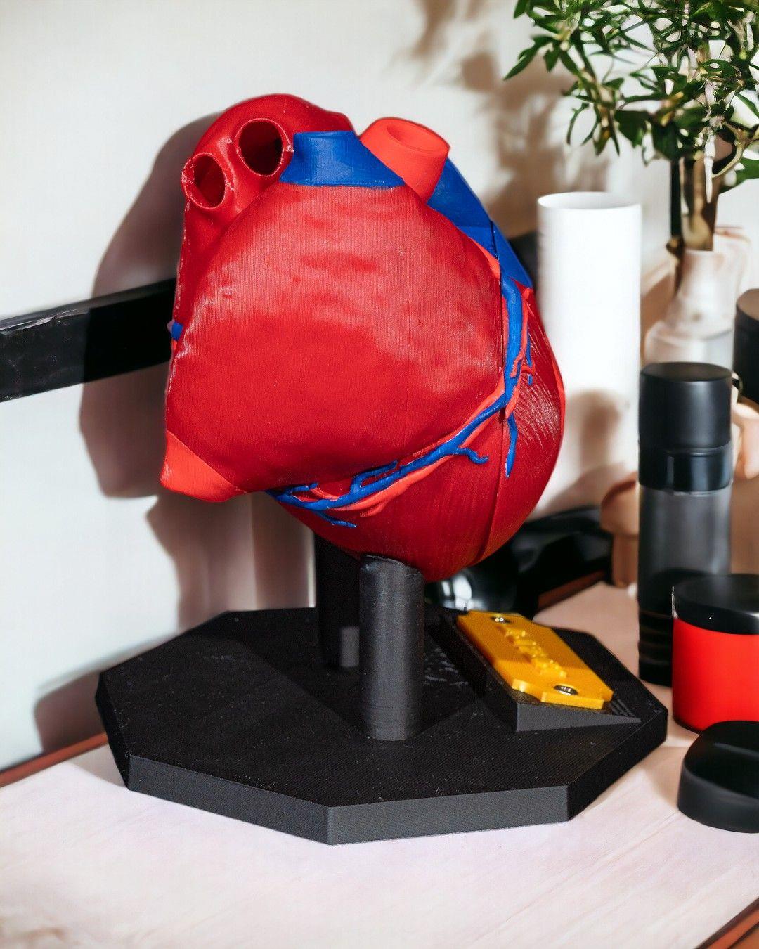 kalp-anatomik-model--4882-.jpg