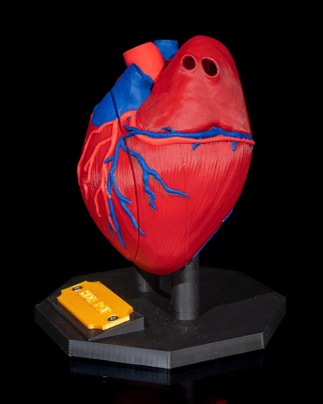 kalp-anatomik-model-1aa-47.jpg