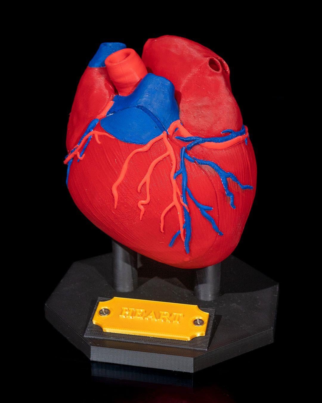 kalp-anatomik-model-47f283.jpg