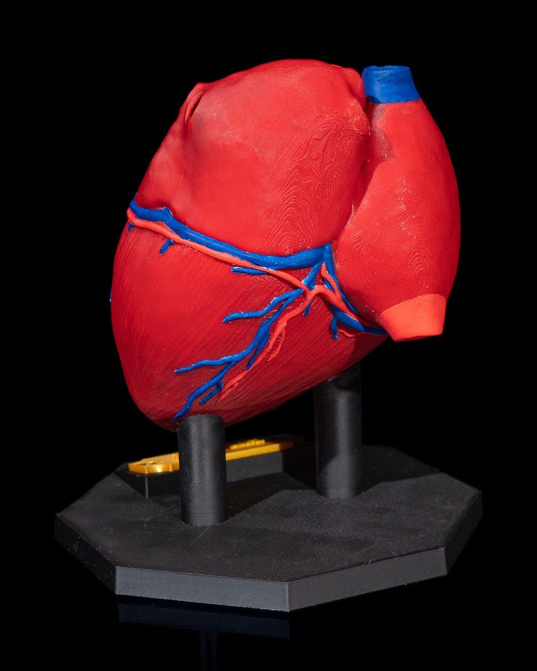 kalp-anatomik-model-794422.jpg
