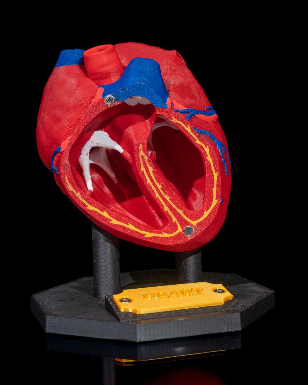 kalp-anatomik-model-836-e8.jpg