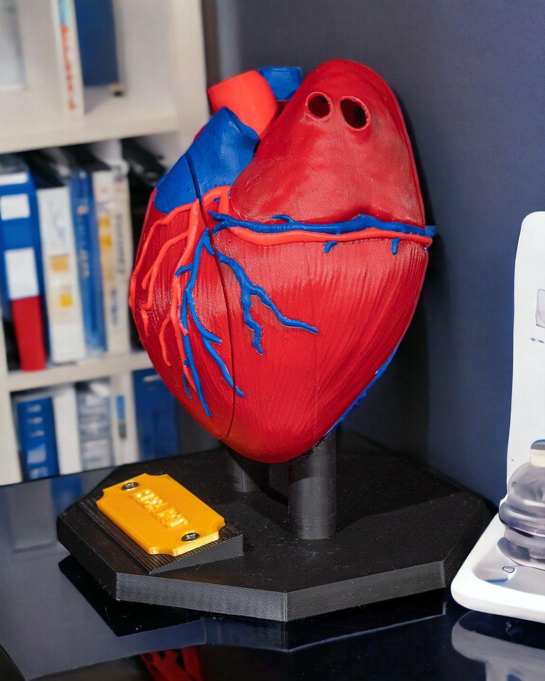 kalp-anatomik-model-b-2ce3.jpg