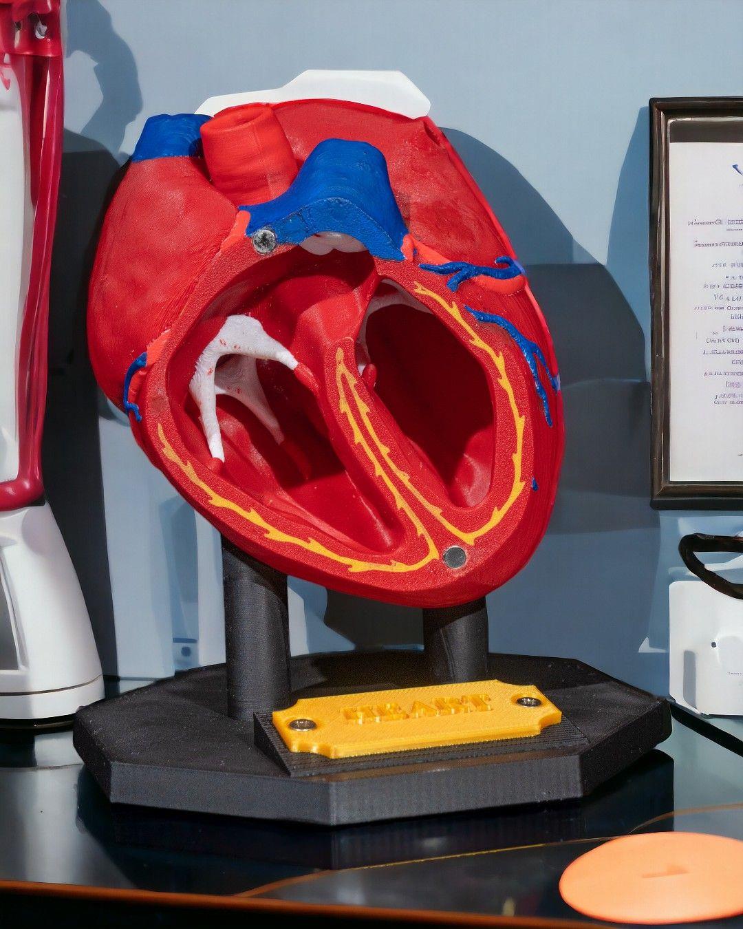 kalp-anatomik-model-cd4781.jpg