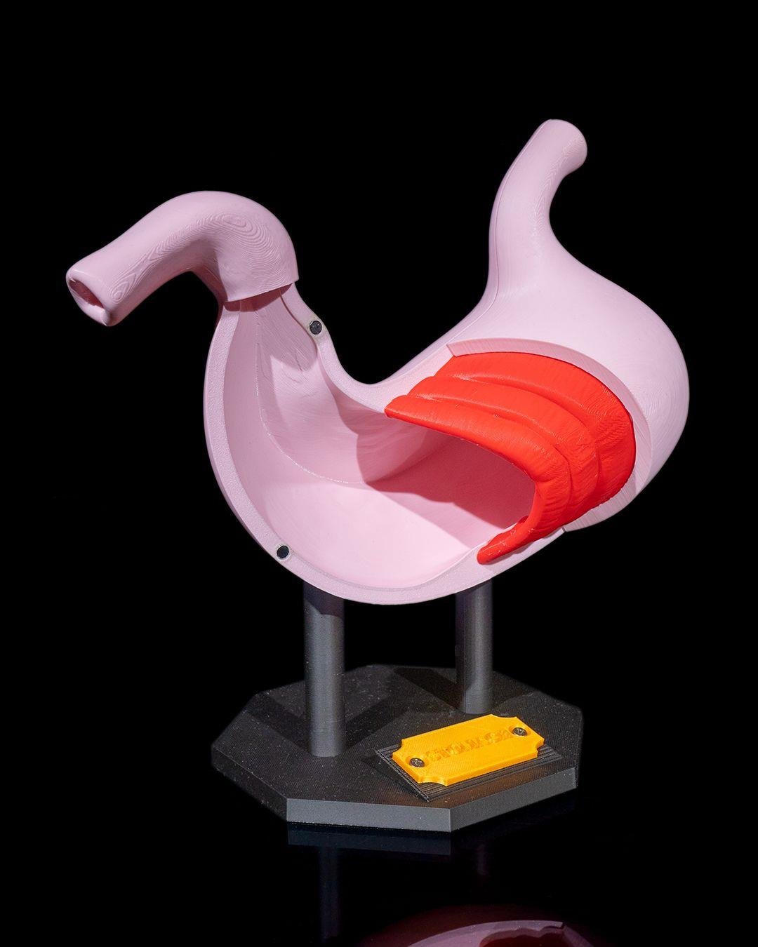 mide-anatomik-model-cad0-4.jpg