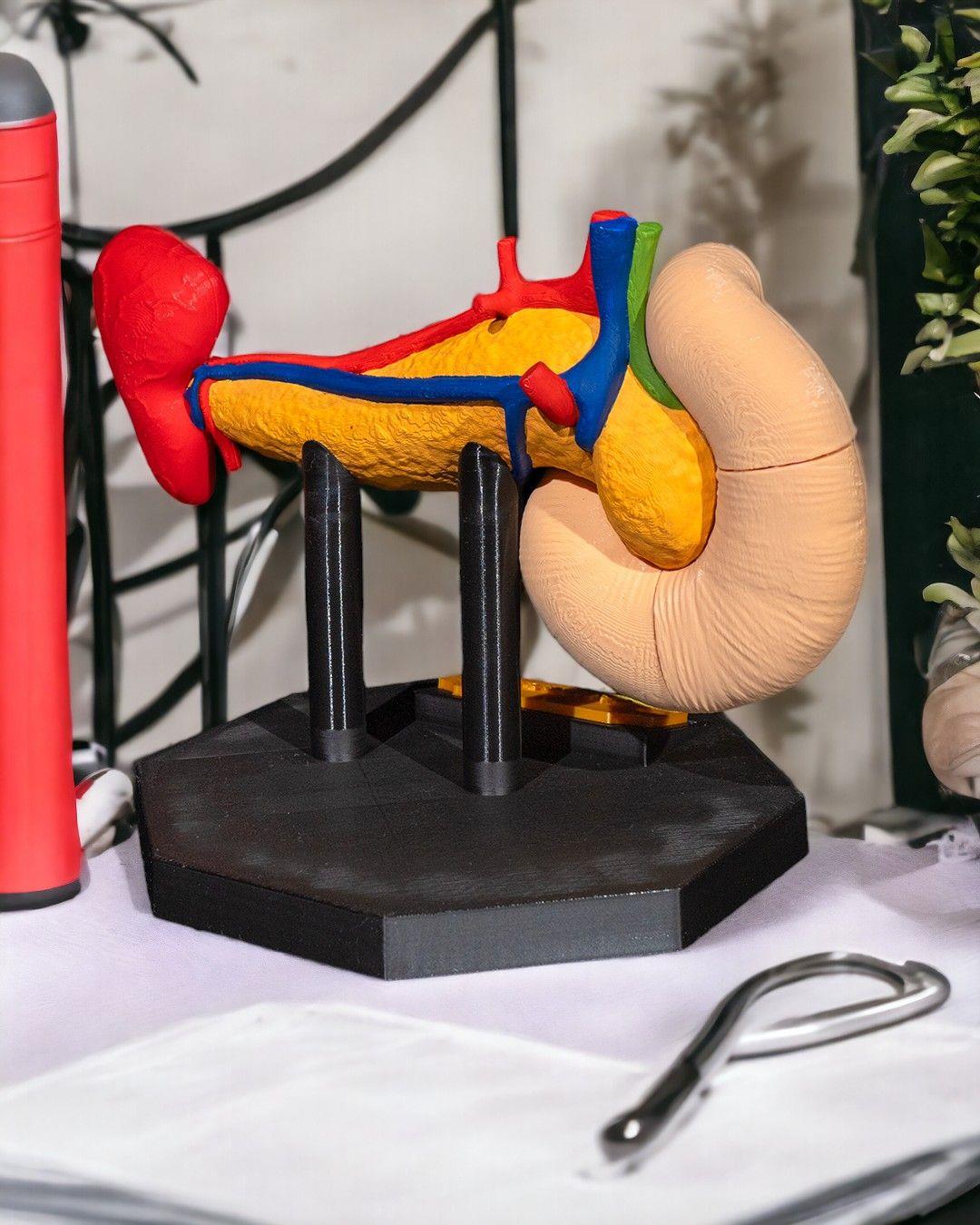 pankreas-anatomik-model--1c53-.jpg