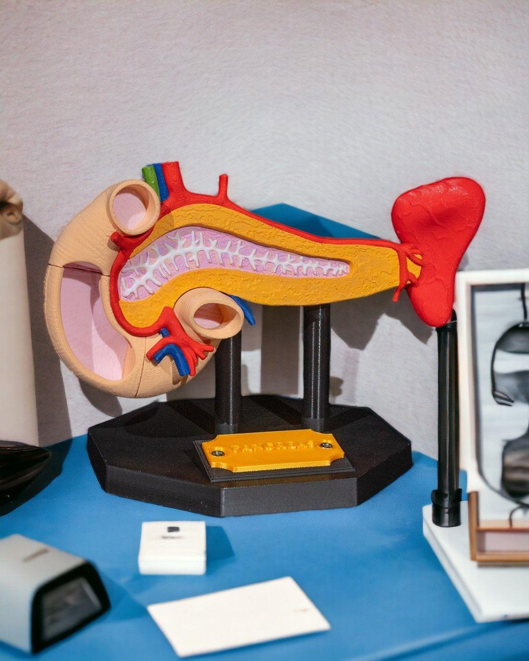 pankreas-anatomik-model-1a-bf4.jpg