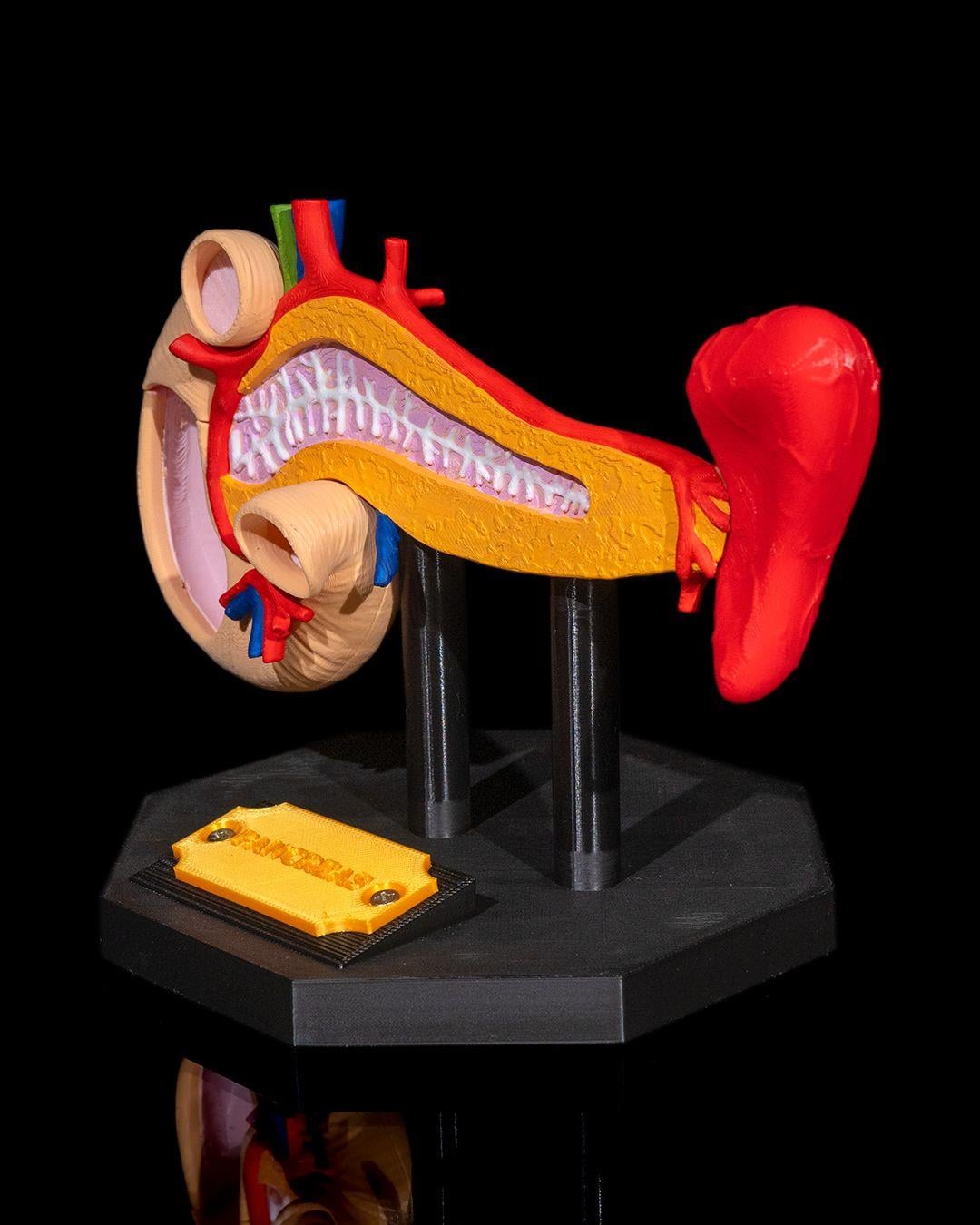 pankreas-anatomik-model-902-32.jpg