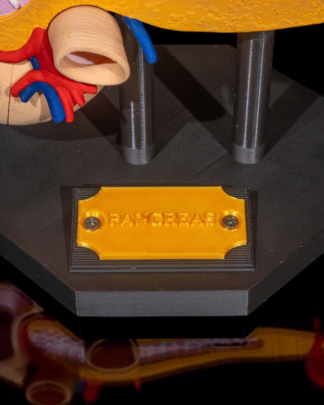pankreas-anatomik-model-dc-5e4.jpg
