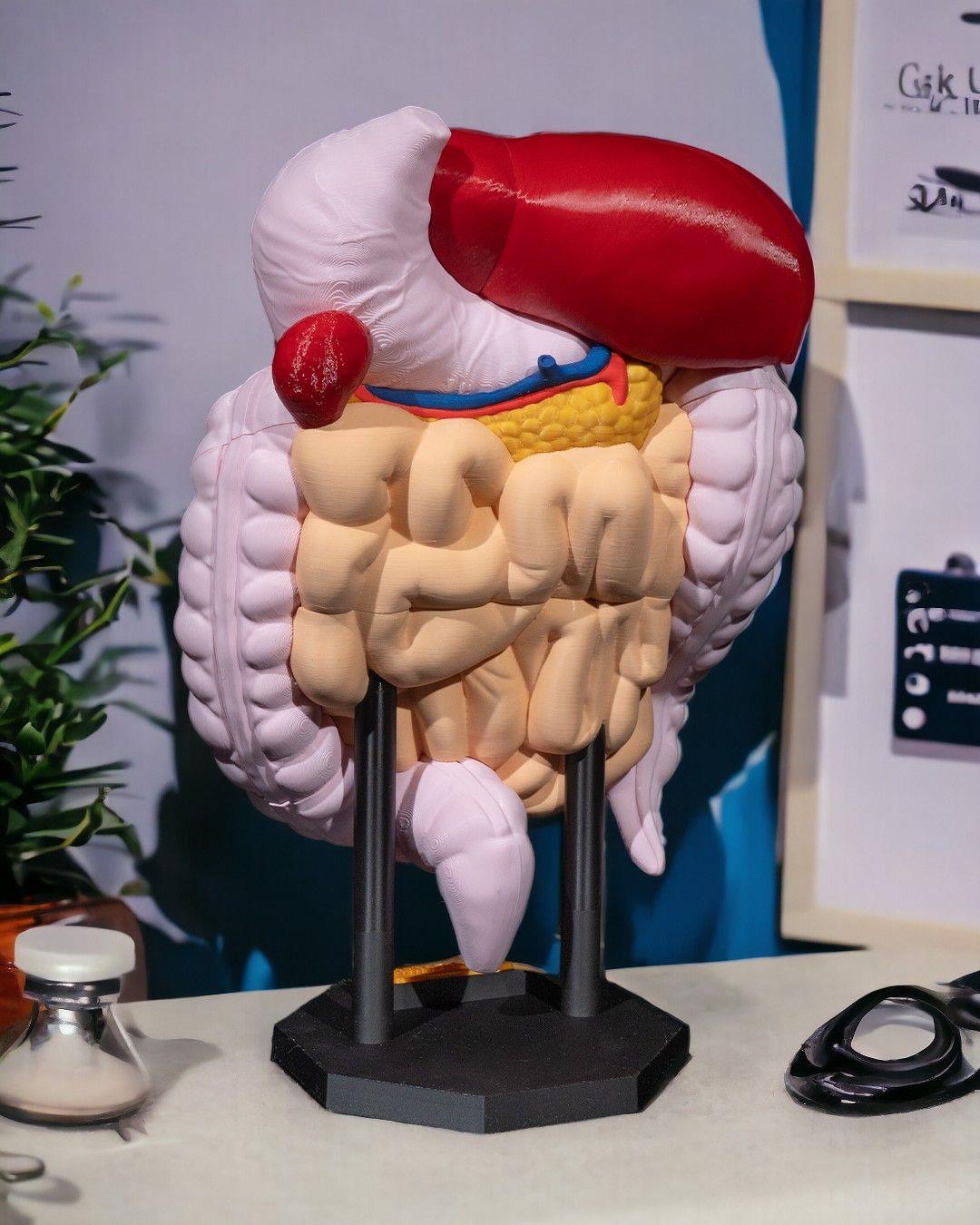 sindirim-sistemi-anatomik-model--7d32-.jpg