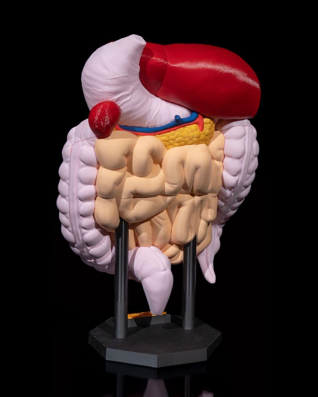 sindirim-sistemi-anatomik-model-25-8e6.jpg