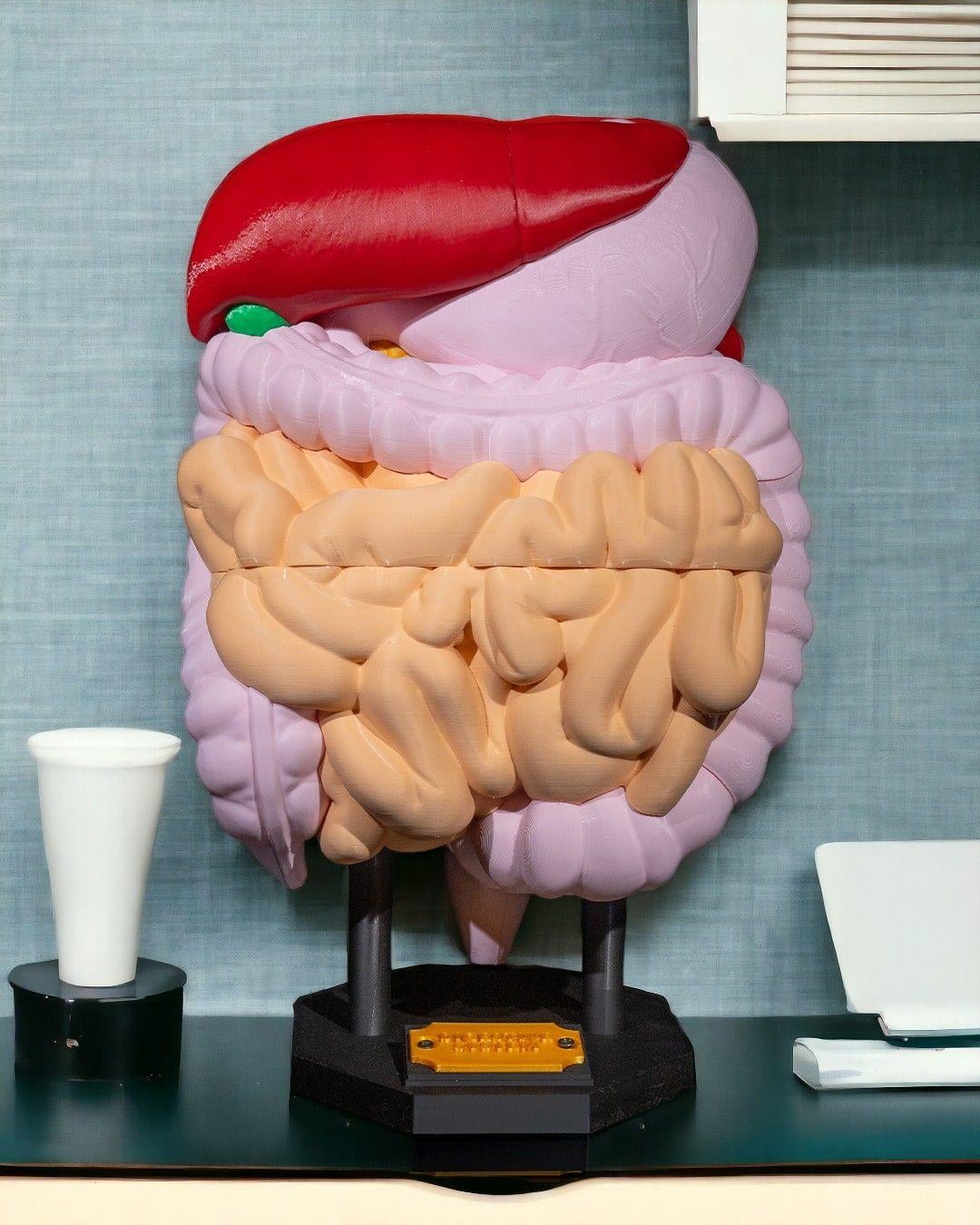 sindirim-sistemi-anatomik-model-bfba-e.jpg
