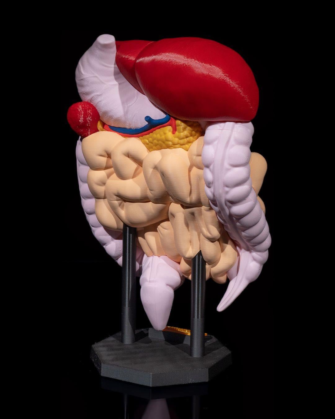 sindirim-sistemi-anatomik-model-eb1-94.jpg