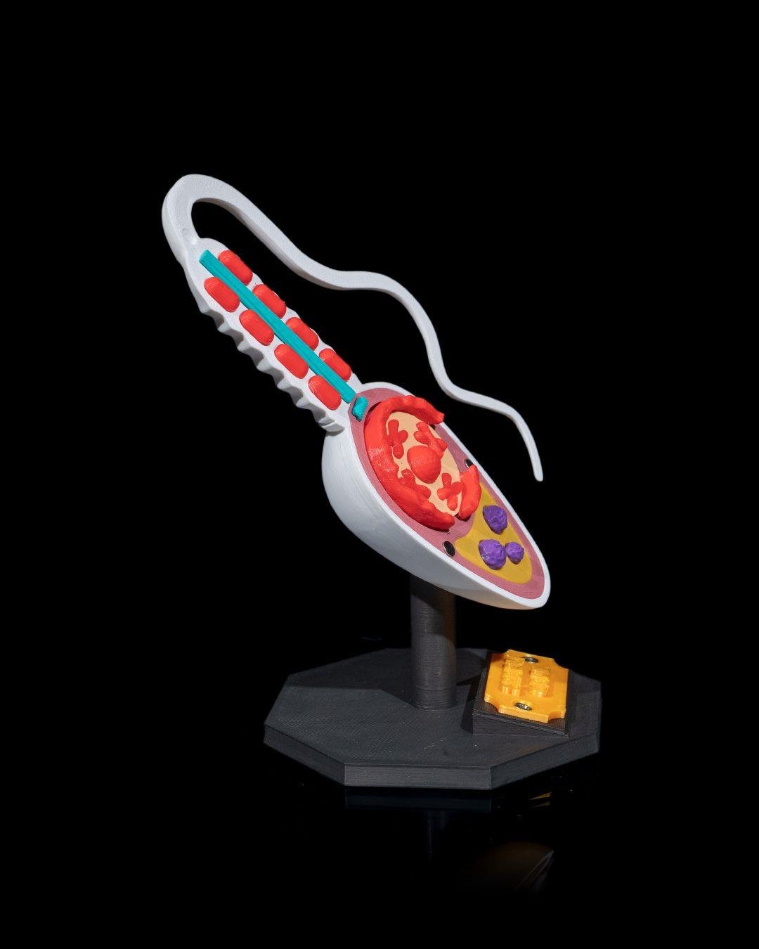 sperm-hucresi-modeli-751597.jpg