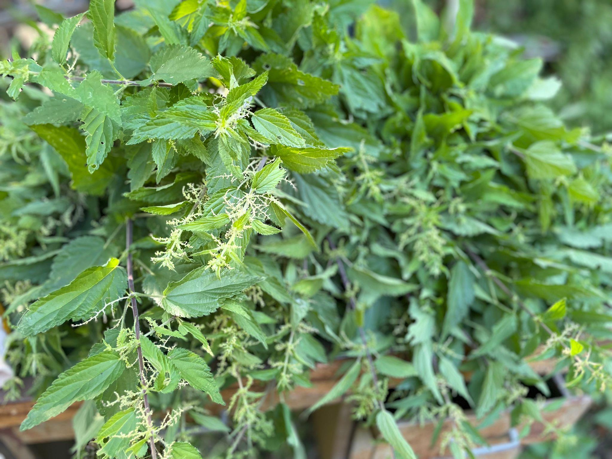 Isırgan Otu Kurutulmuş 100 gr