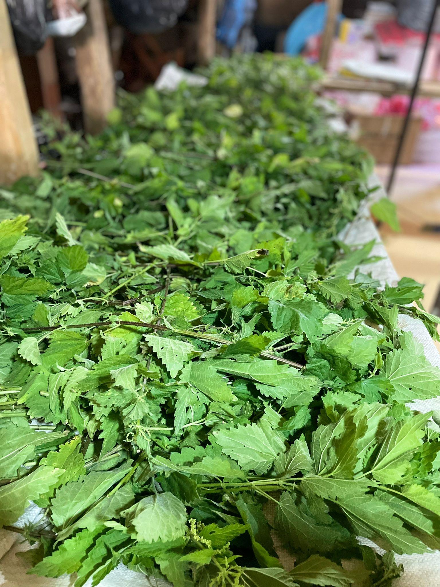 Isırgan Otu Kurutulmuş 100 gr