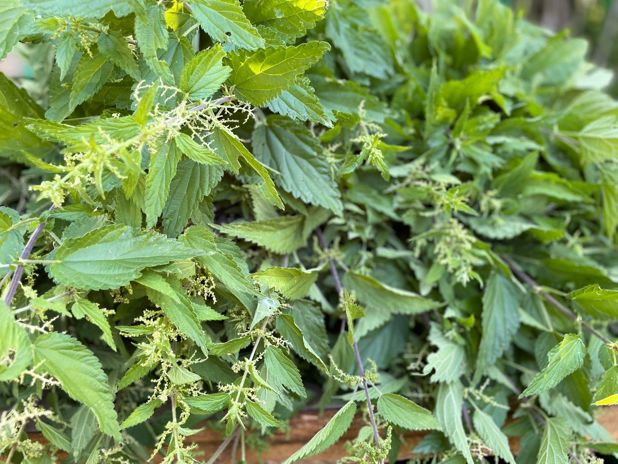 Isırgan Otu Kurutulmuş 100 gr