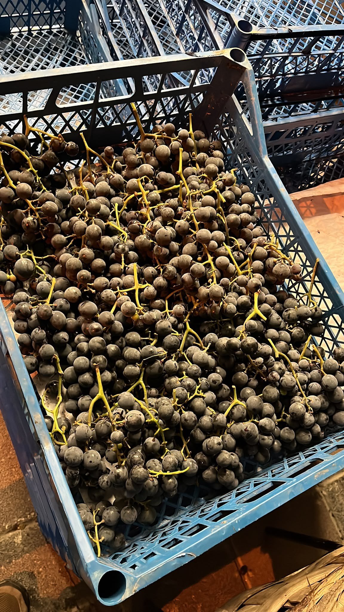 Kokulu Siyah Üzüm 5 kg