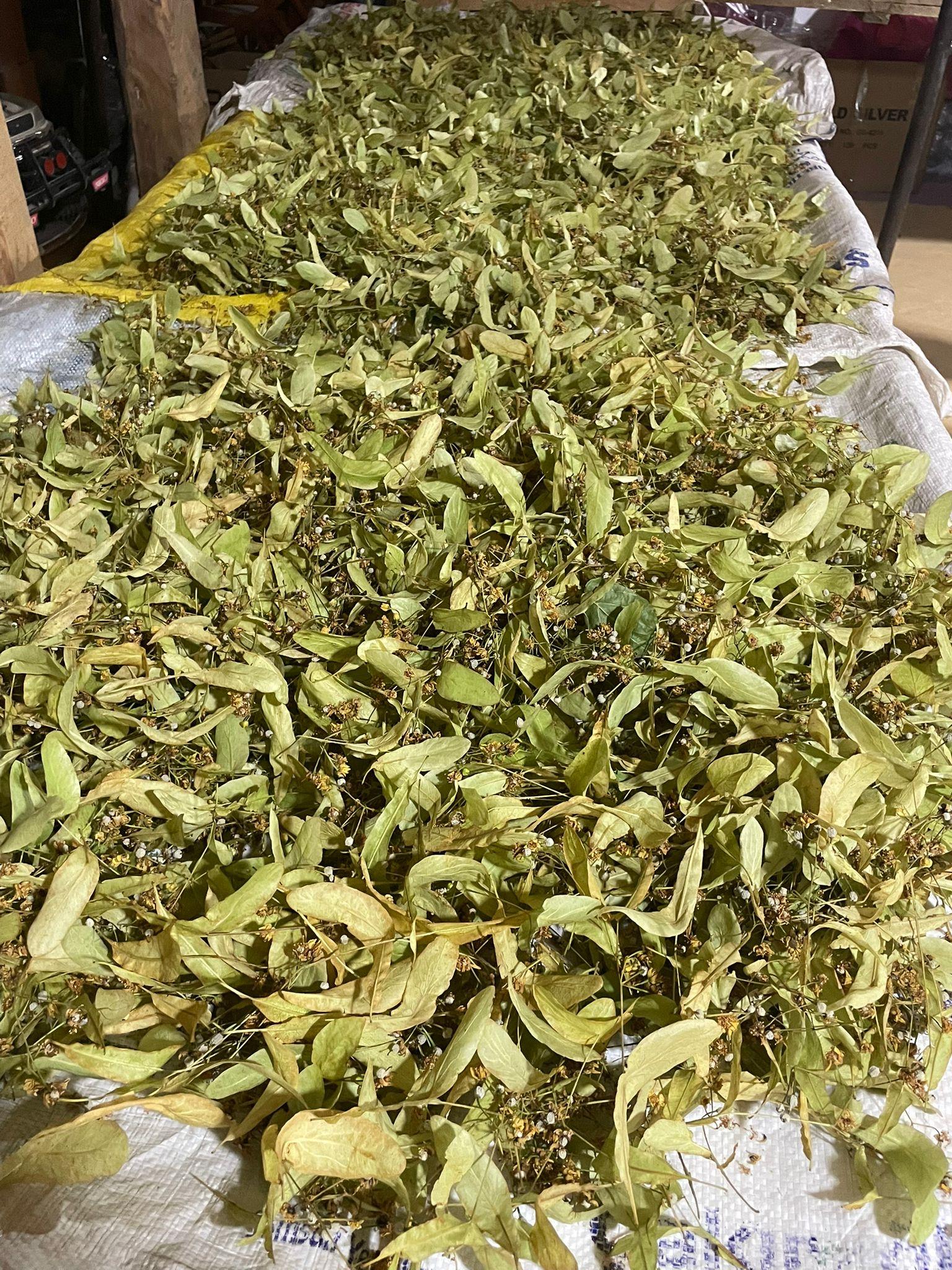 Organik Ihlamur 100 GR
