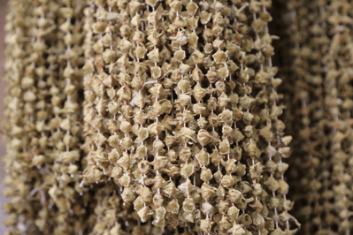 Çiçek Bamyası (100 gr)