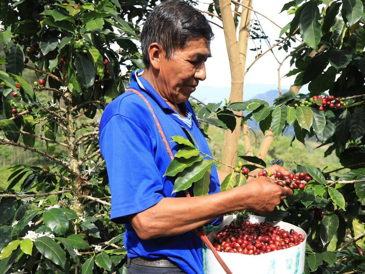 Peru SHB GR1 Filtre KahvePeru  SHB GR1 Filtre Kahve