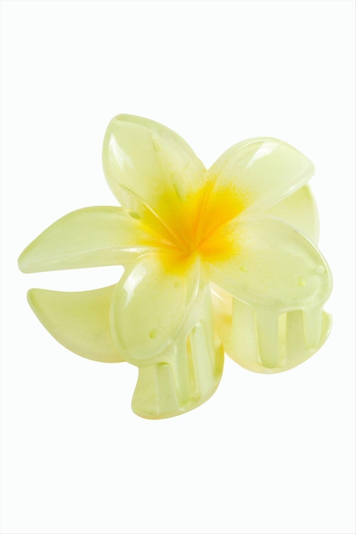Lotus Toka 8 cm