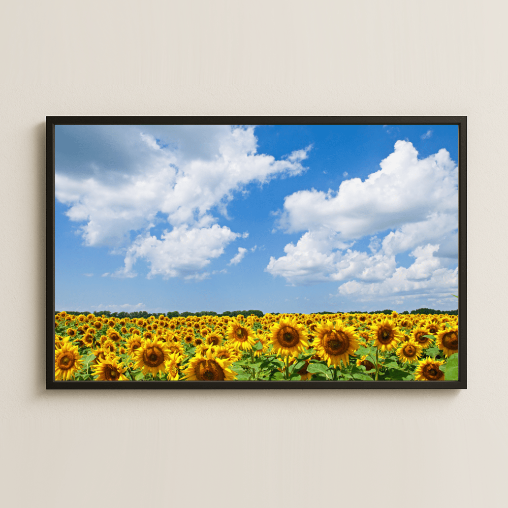 Ayçiçeği Tarlası ve Mavi Gökyüzü Temalı Retro Poster Tablo