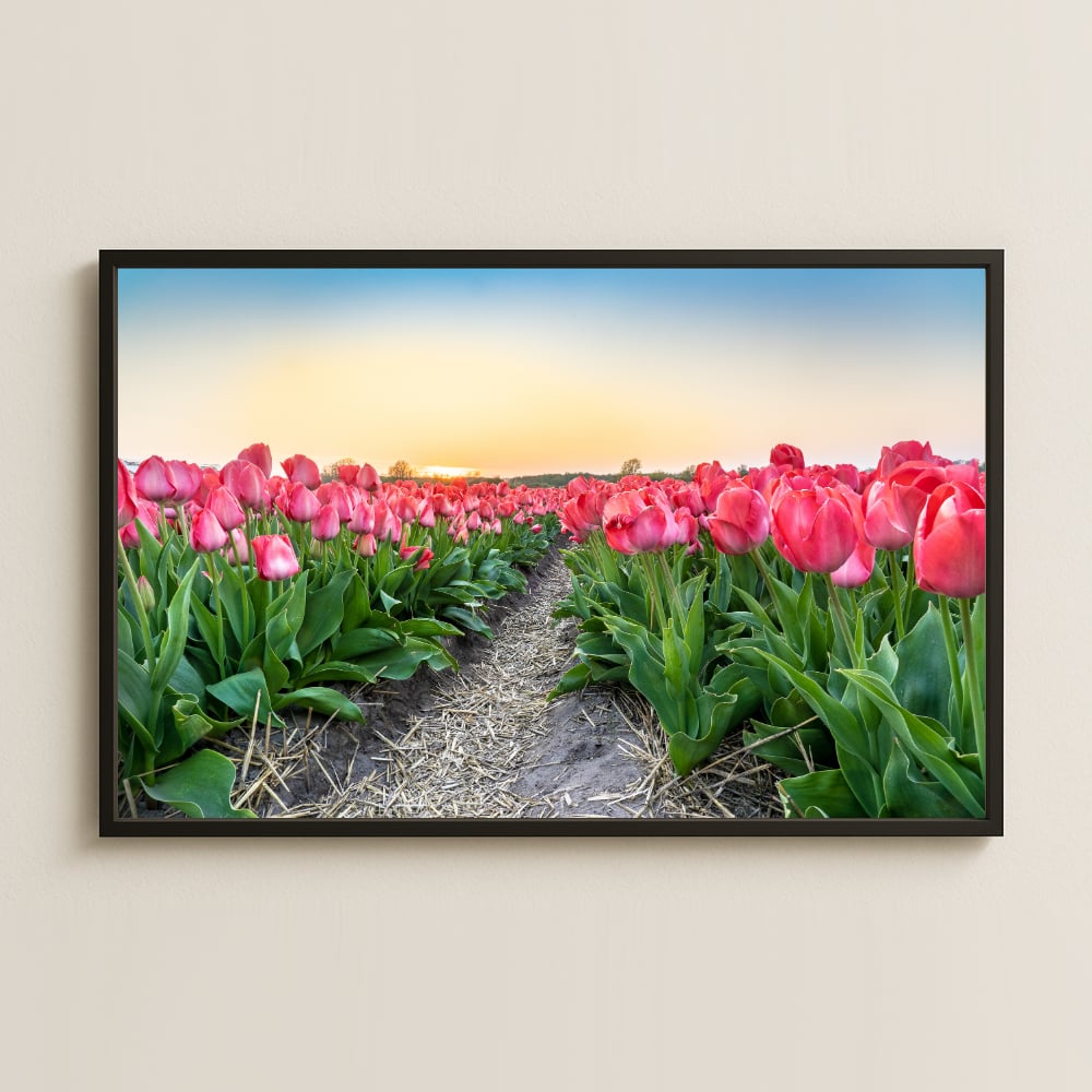 Pembe Lale Tarlası ve Gün Batımı Temalı Retro Poster Tablo
