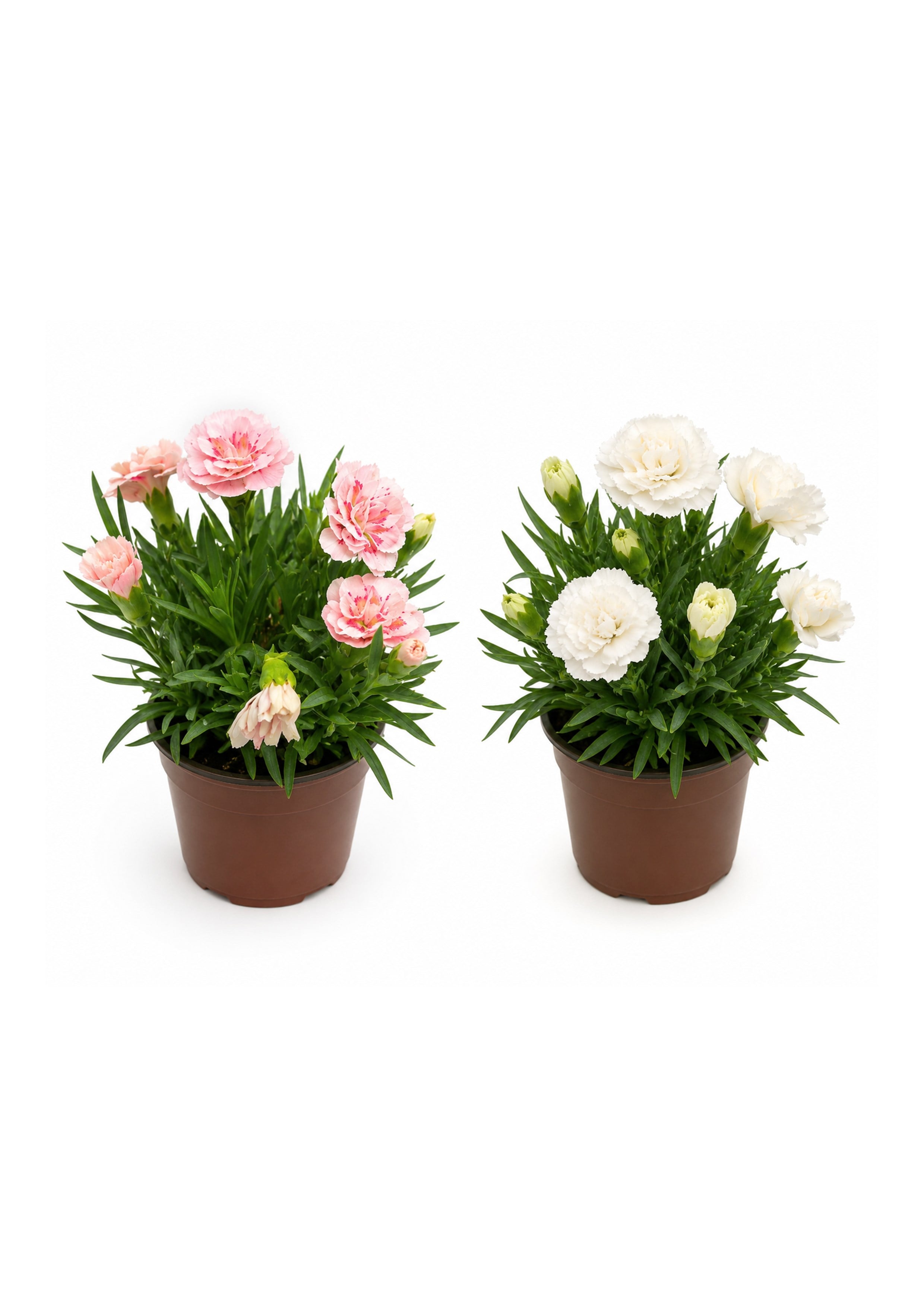 2'li Karanfil – Dianthus 