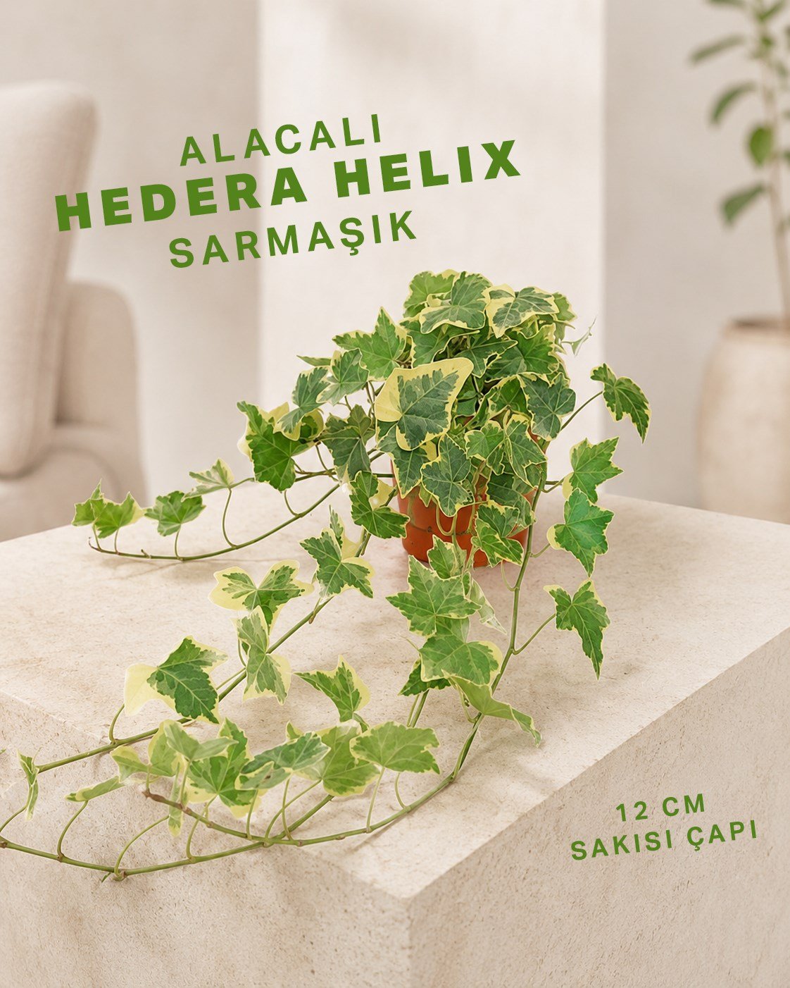 Alacalı Sarmaşık– Hedera helix – 12 cm Saksı