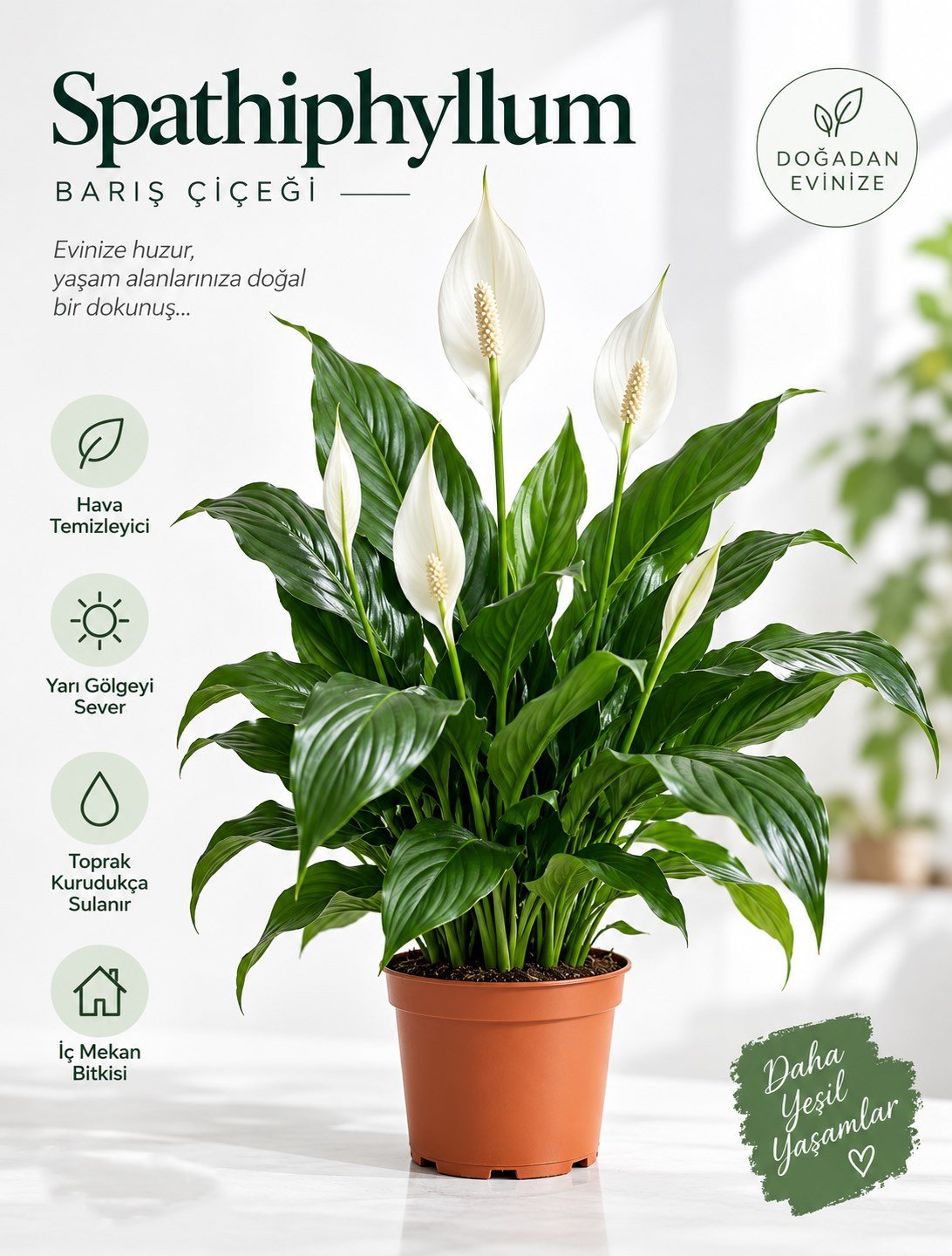 Barış Çiçeği – Spathiphyllum wallisii 12 cm Saksı