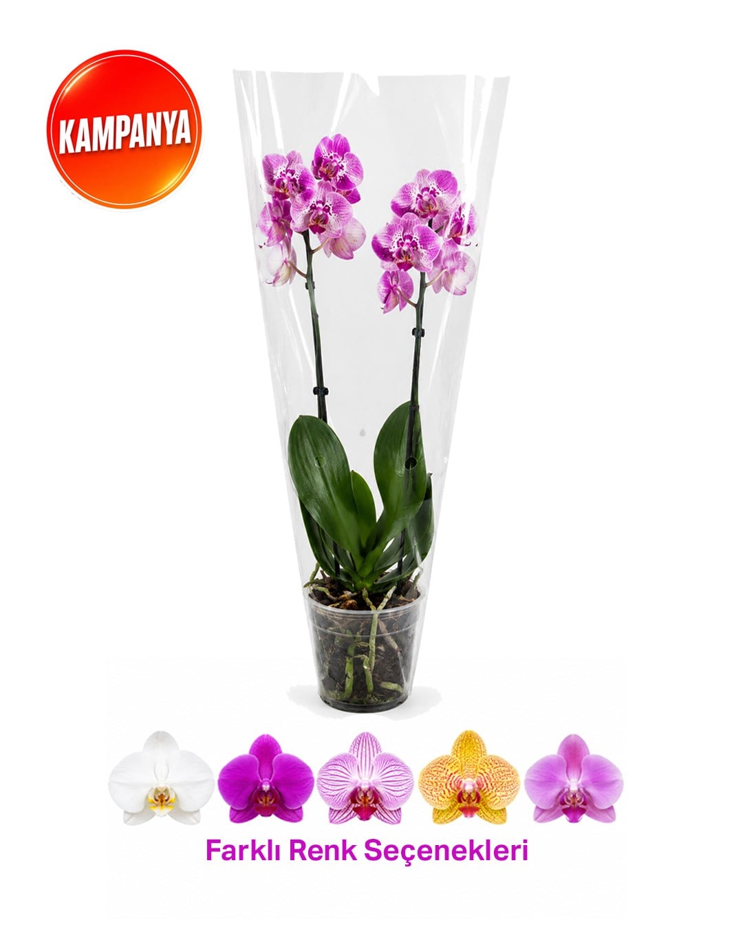 Çift Dal Kısa Boy Orkide – Phalaenopsis – 12 cm Saksı