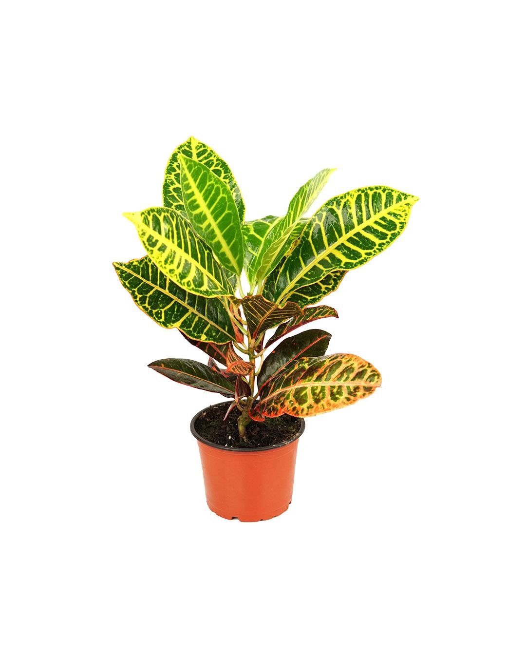 Croton Petra – Kraton Bitkisi 13 cm Saksı