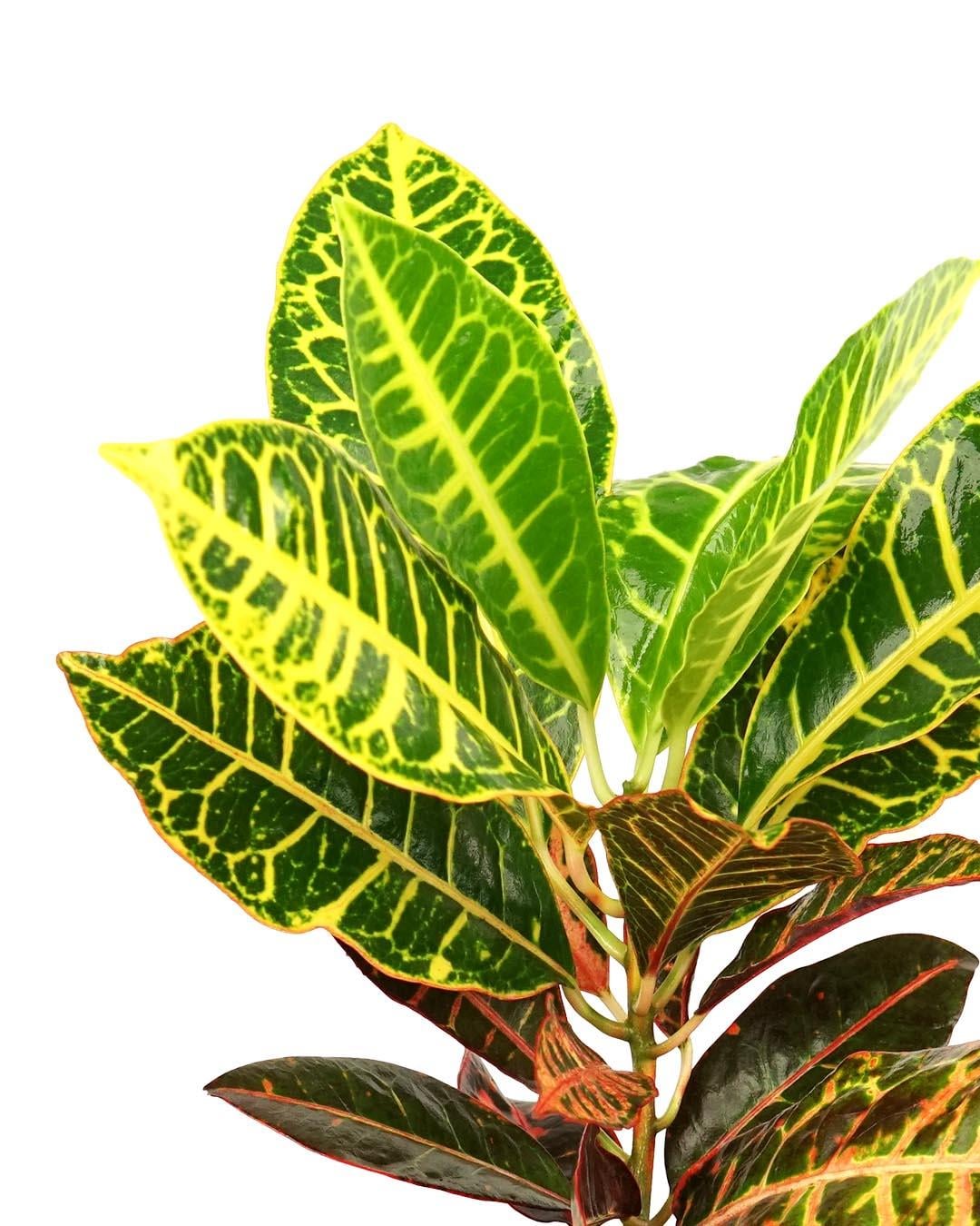 Croton Petra – Kraton Bitkisi 13 cm Saksı