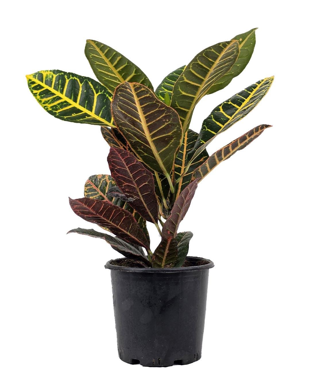 Croton Petra – Kroton Bitkisi 17 cm Saksı