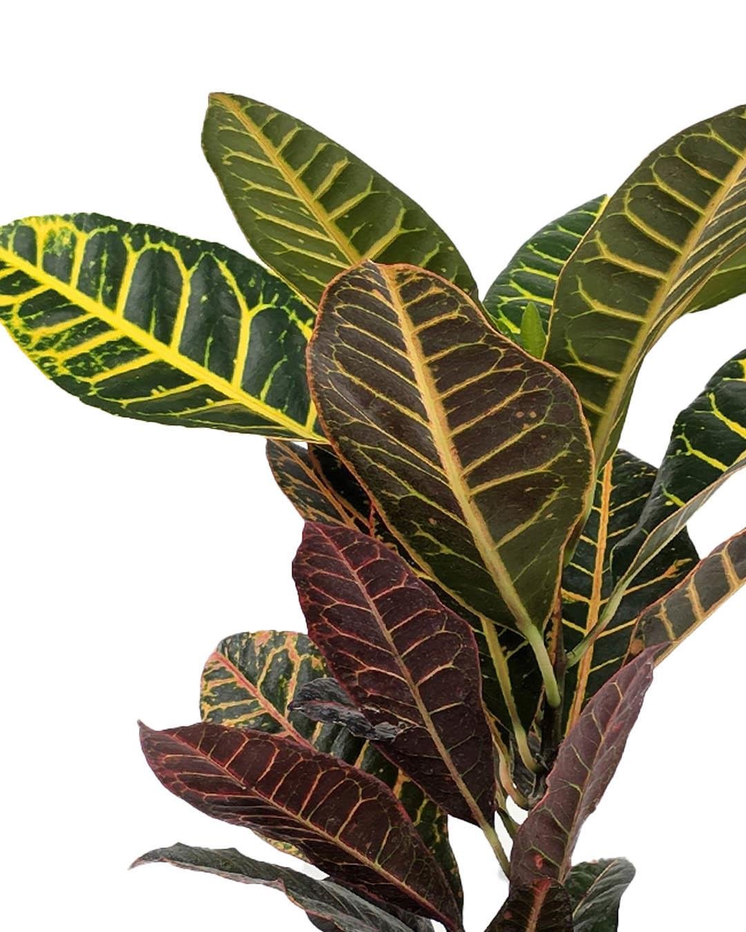Croton Petra – Kroton Bitkisi 17 cm Saksı
